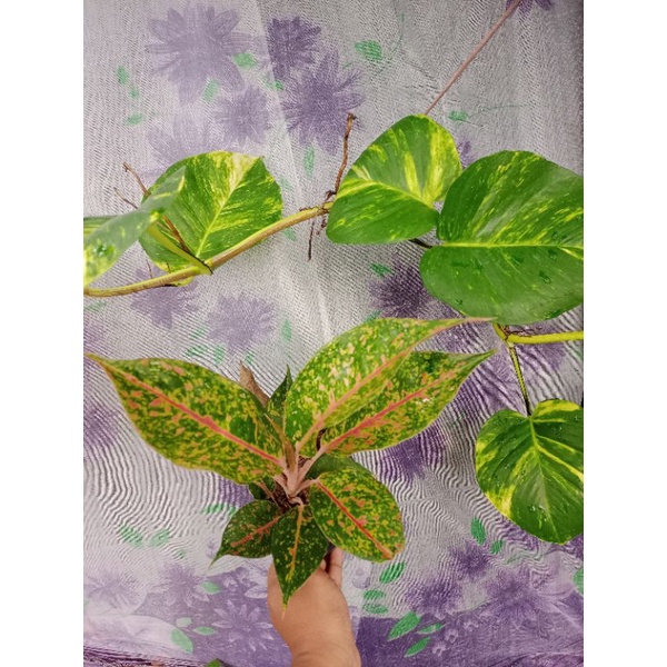 Aglaonema Luk Meang Hijau Dewasa Lokal Murah