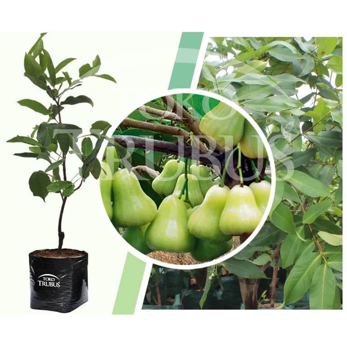 BIBIT TANAMAN BUAH JAMBU AIR MADU DELI MERAH-JAMBU AIR MADU DELI HIJAU