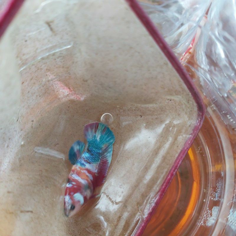 Female Cupang Betina Koi Multicolor