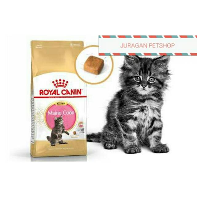 ROYAL CANIN MAINE COON KITTEN 2 KG