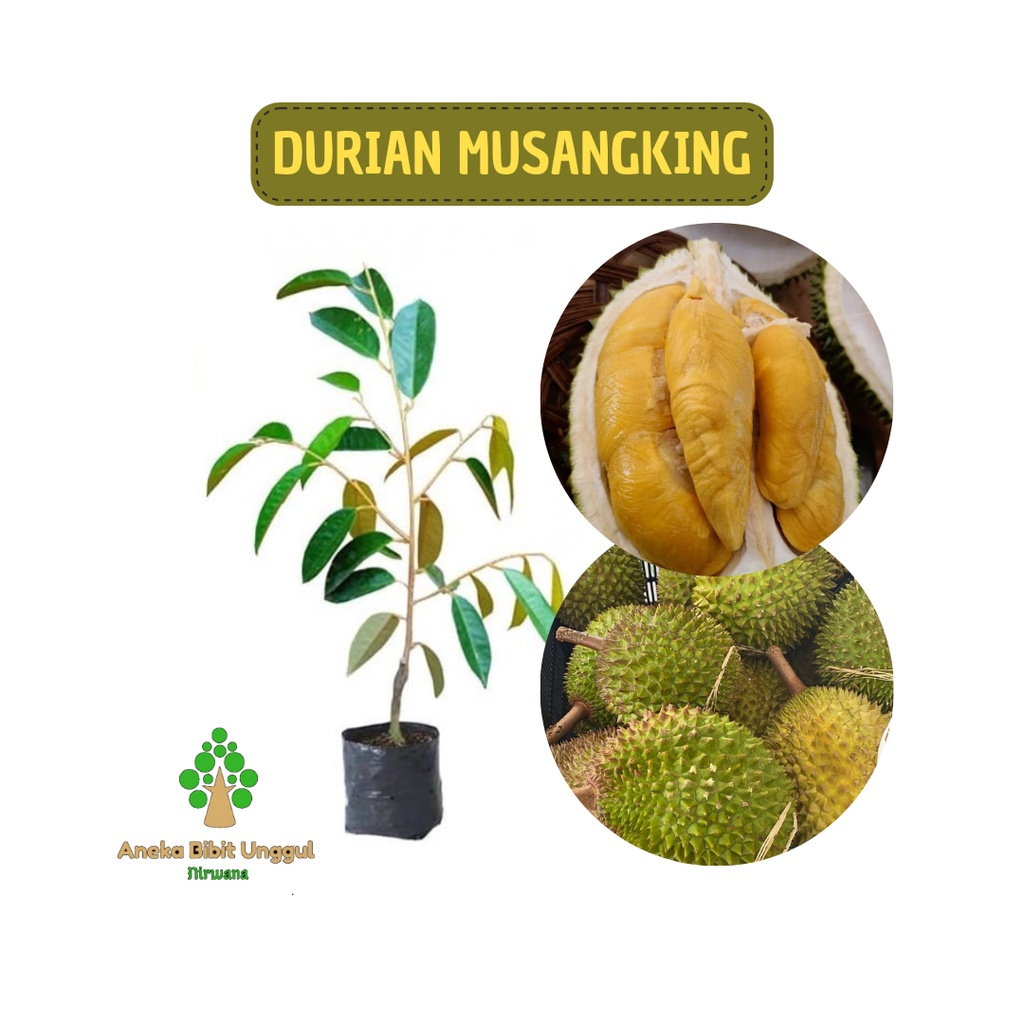 BIBIT DURIAN MUSANGKING - BIBIT DURIAN MUSANG KING - BIBIT DURIAN MUSANGKING MALAYSIA