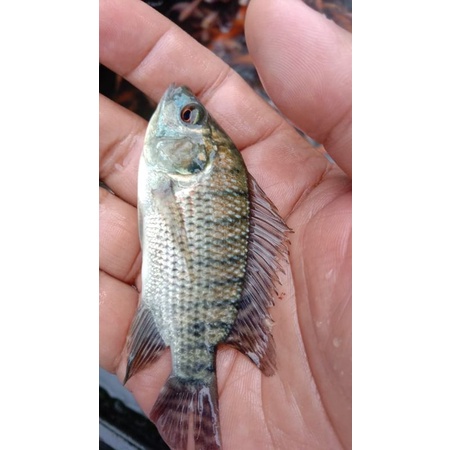 paket bibit ikan nila gesit hitam isi 50 ekor ukuran : 1-2 jari