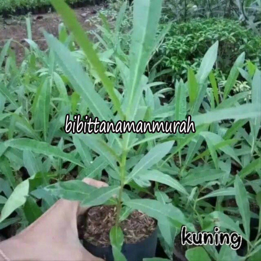 2 paket bunga tabebuya cantik