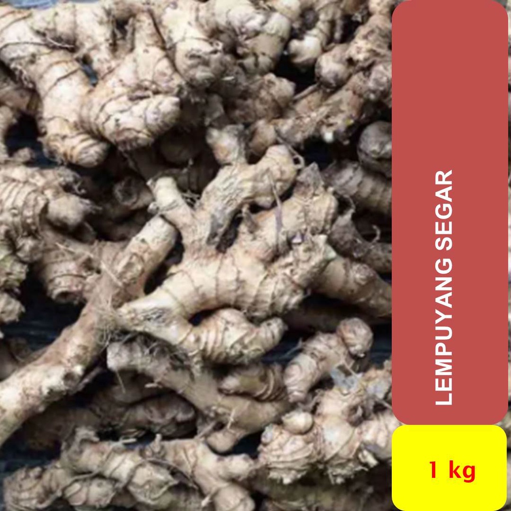 

Lempuyang Segar 1000 gran