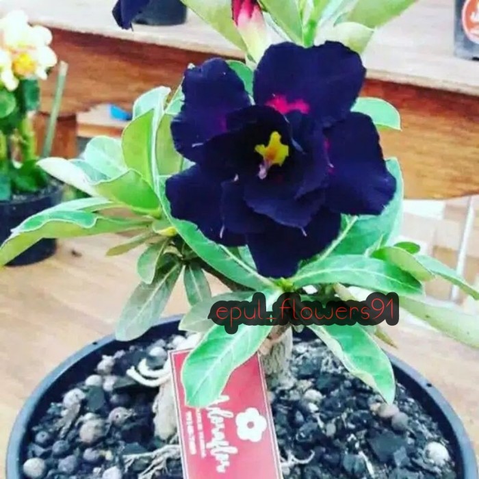 

NEW!!! Promo bibit adenium bunga tumpuk Deff purple