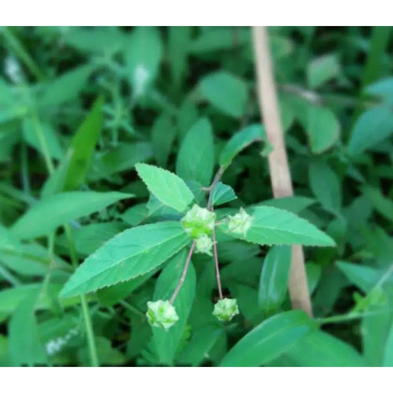 

DAUN SIDAGURI JANTAN SEGAR 100 g HERBAL KANKER SERVIK DLL