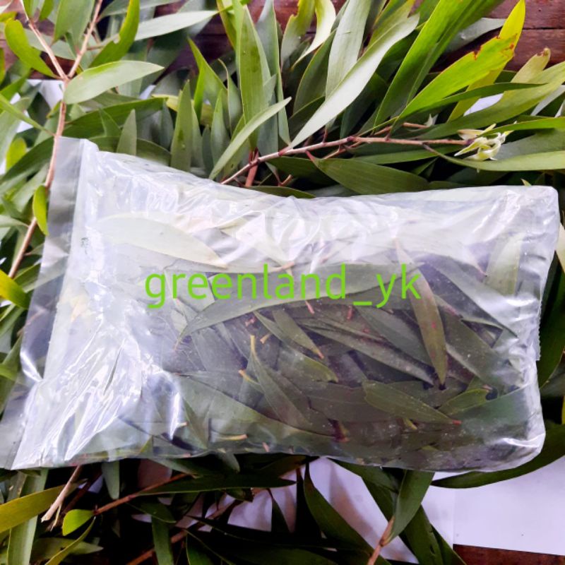

DAUN KAYU PUTIH SEGAR 250 gr