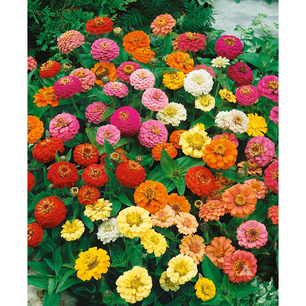 Bibit Benih Biji Bunga Zinnia Liliput Mix Flower - Biji Tanaman Pohon Bunga Zinnia Liliput Mix - COD