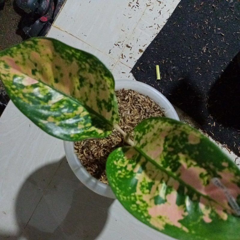 aglonema khocin Ebony