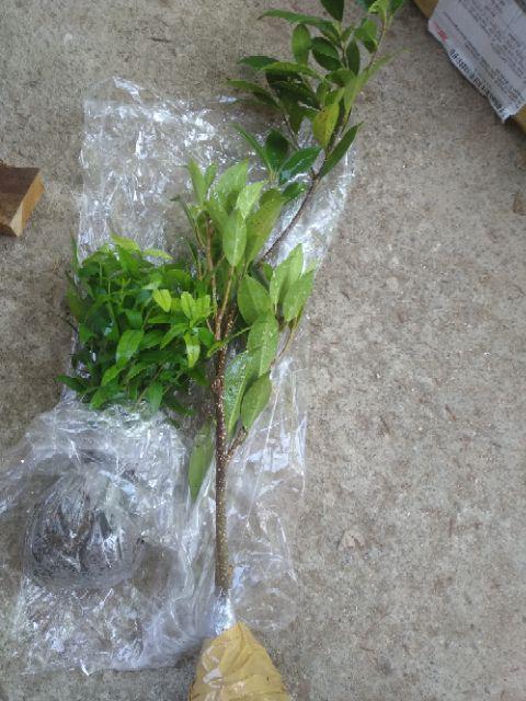 Bibit Beringin Kimeng Bahan Bonsai