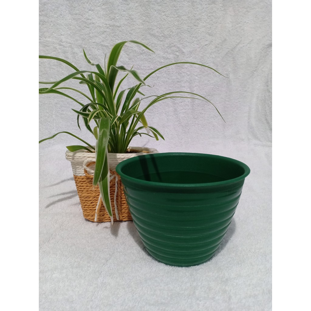  Pot Tawon 12 cm  Hijau Shopee Indonesia