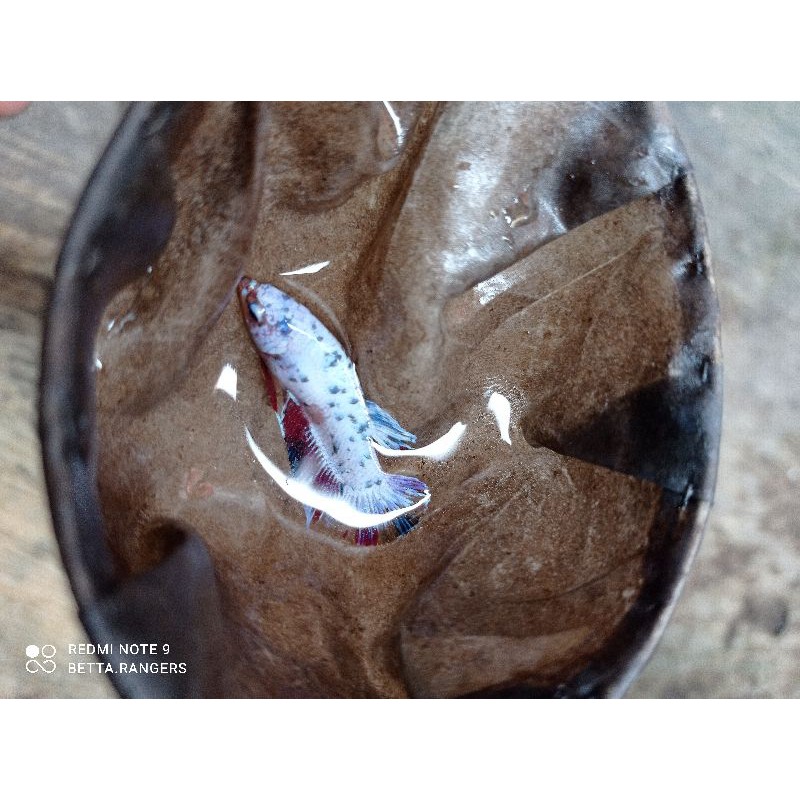 ikan cupang hias blue rim dot female