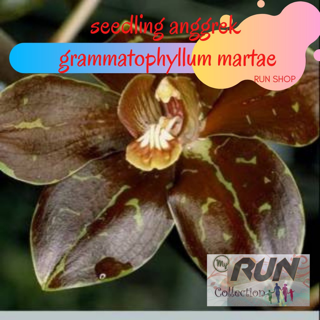 Seedling Anggrek Grammatophyllum Martae