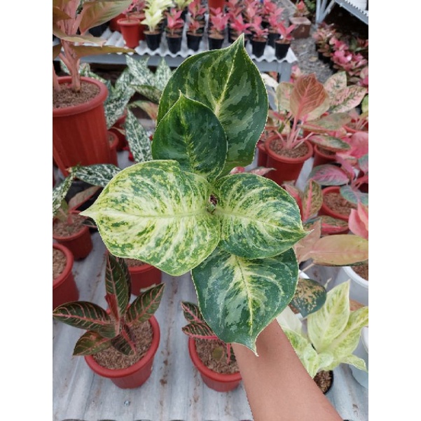 aglonema green cobra