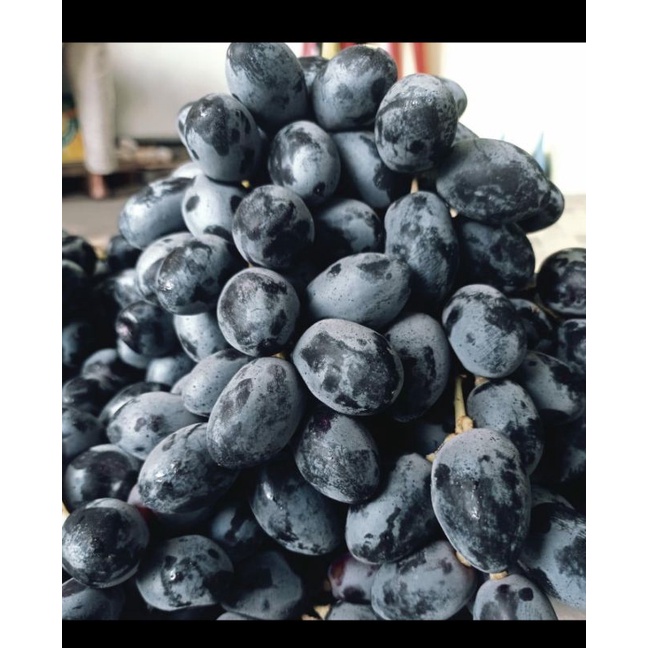 

buah anggur hitam per pack