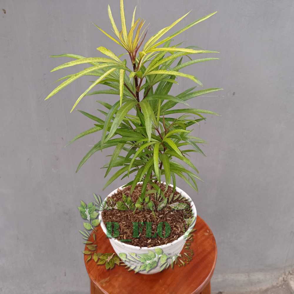 ararea kuning - tanaman perdu / tanaman hias taman dan pot -TANAMAN HIAS HIDUP