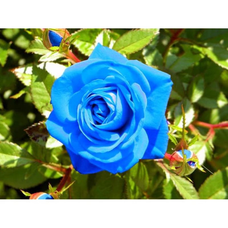 Tanaman hias mawar biru | bunga blue mawar hidup