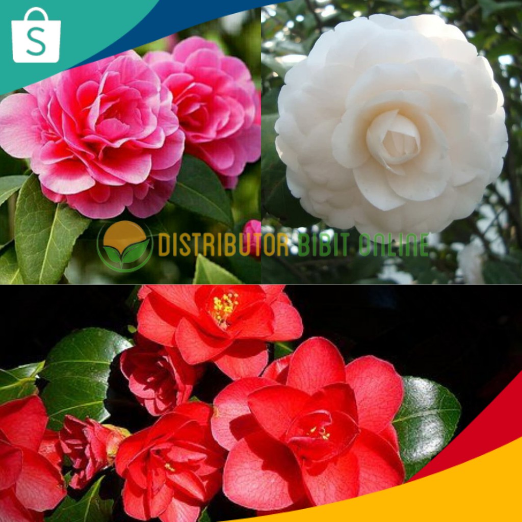 Paket 3 bibit bunga camelia merah , putih , pink hasil cangkok