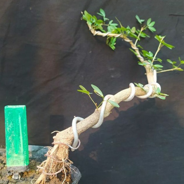 bahan bonsai asem londo / kranji gerak dasar
