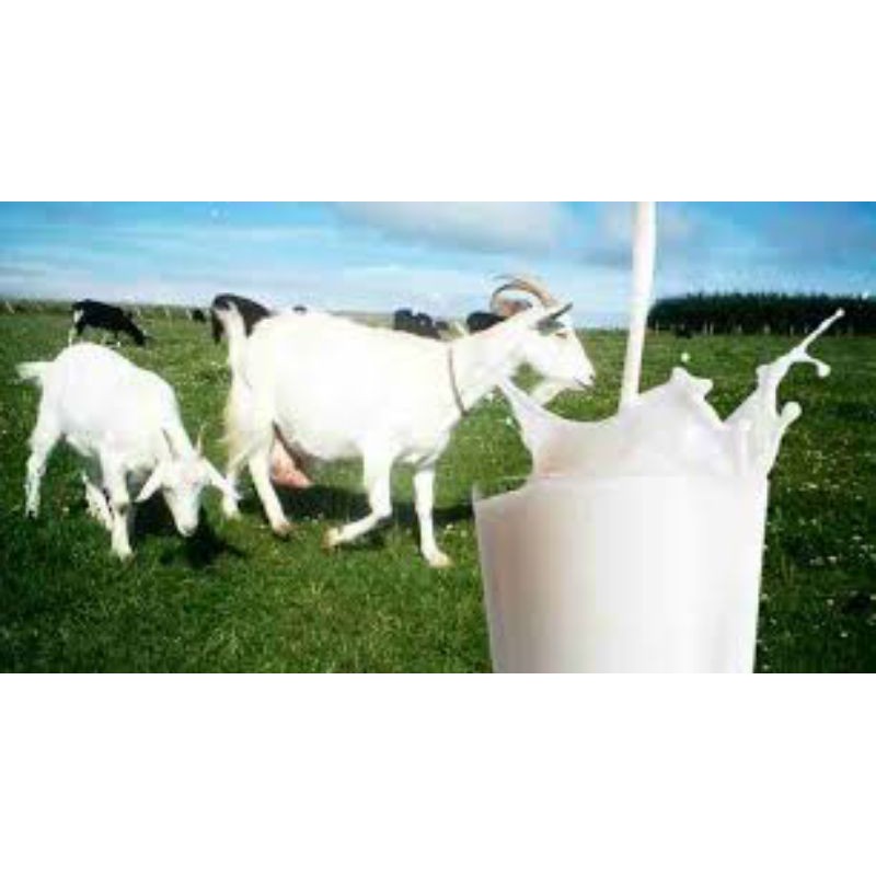 

susu kambing murni/goat milk non pasteurisasi