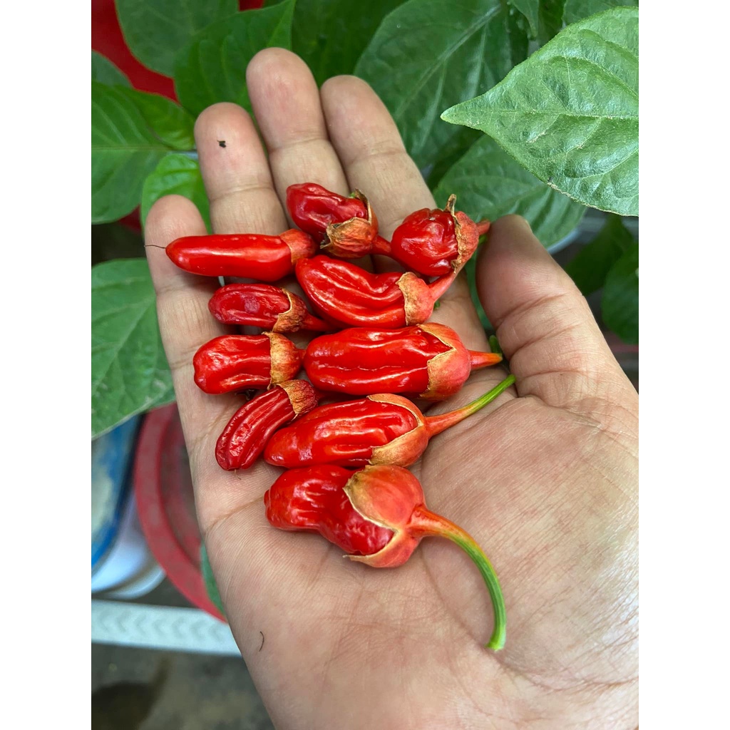 Benih Bibit Biji - Cabai Bubblegum BBG Red Pepper Seeds