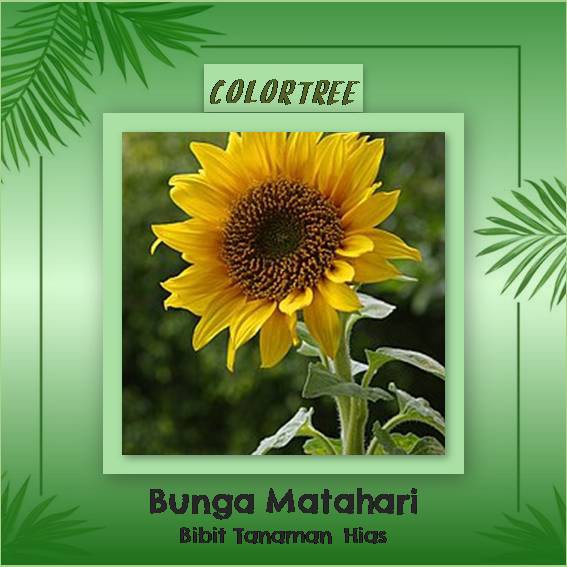 Bibit Tanaman Bunga Matahari