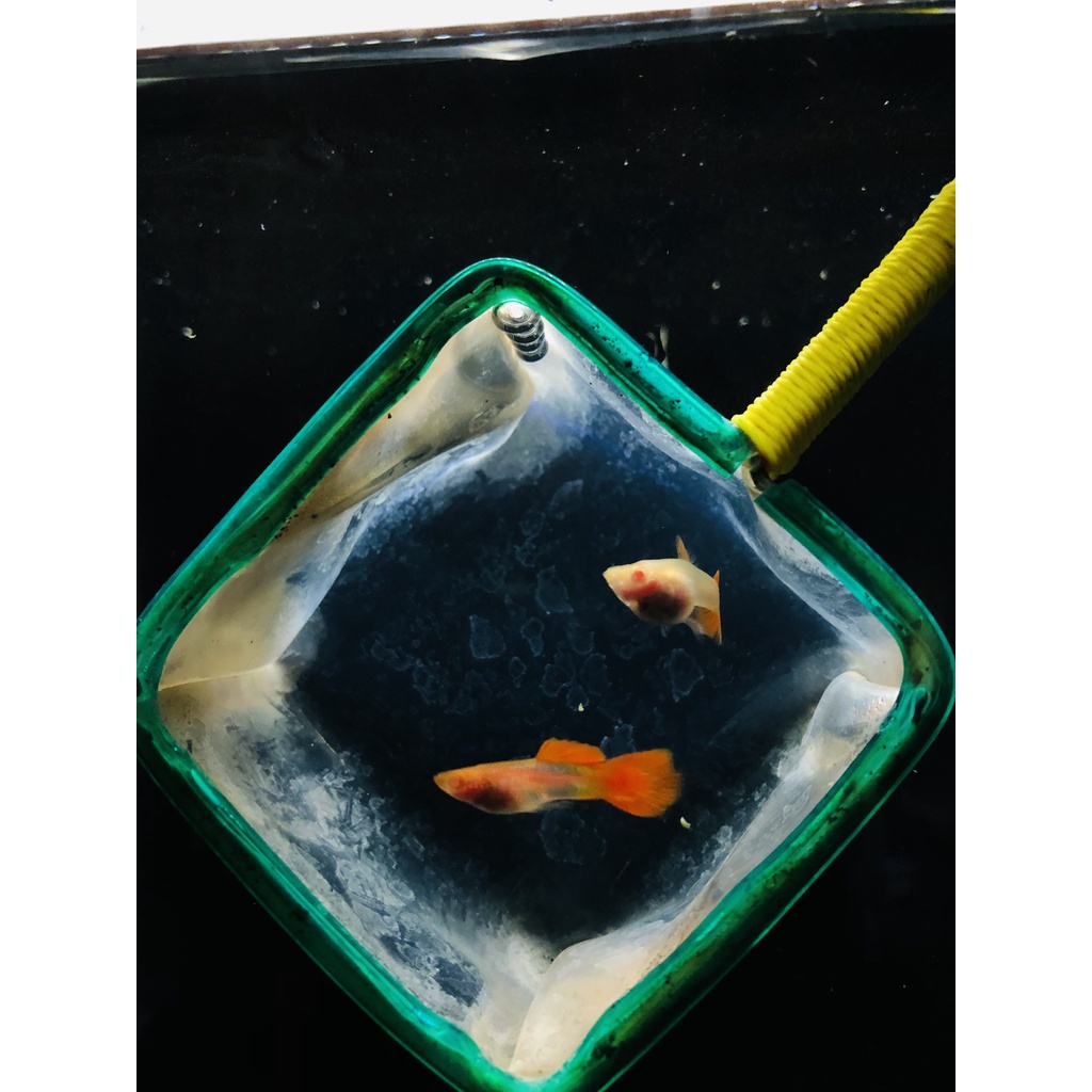 Ikan Guppy Snake Skin Glass Belly