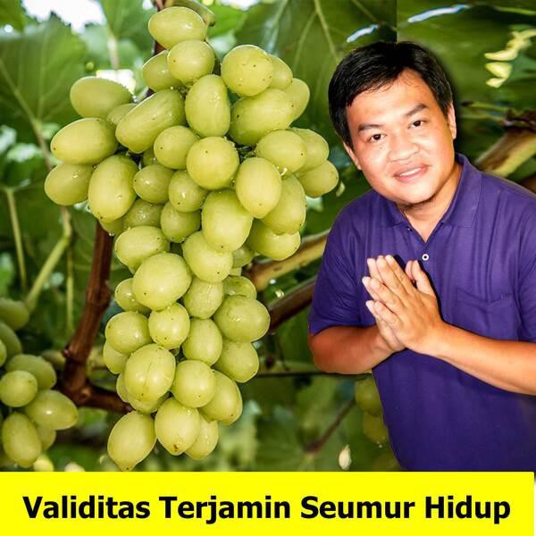 Bibit Anggur Import ARRA15