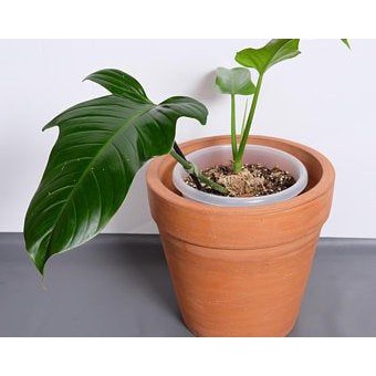 tanaman hias philodendron ecuadorian canoe