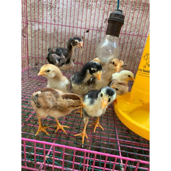 Anakan ayam ketawa type (kunti, gretek, disco)