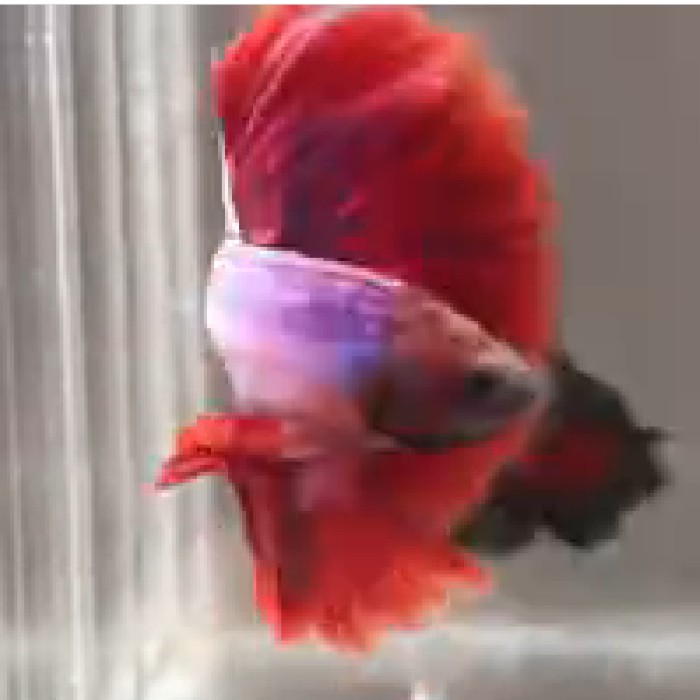 ikan cupang HM maskot ukuran M