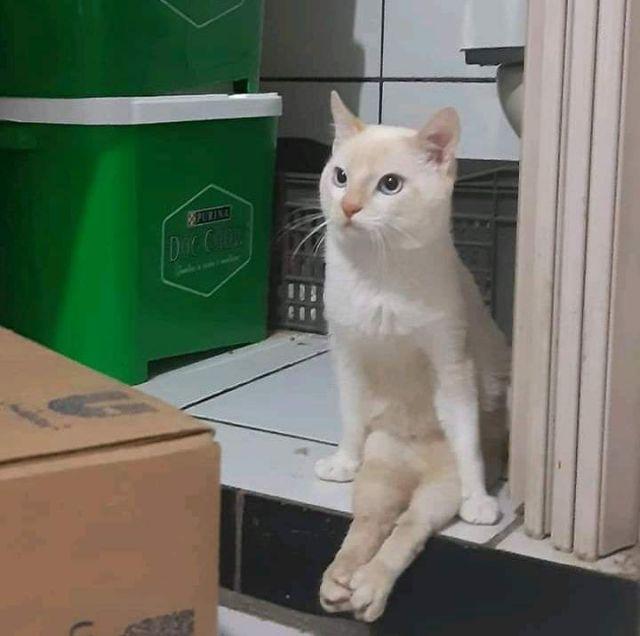 Mangkok Keramik Two Tone Murah