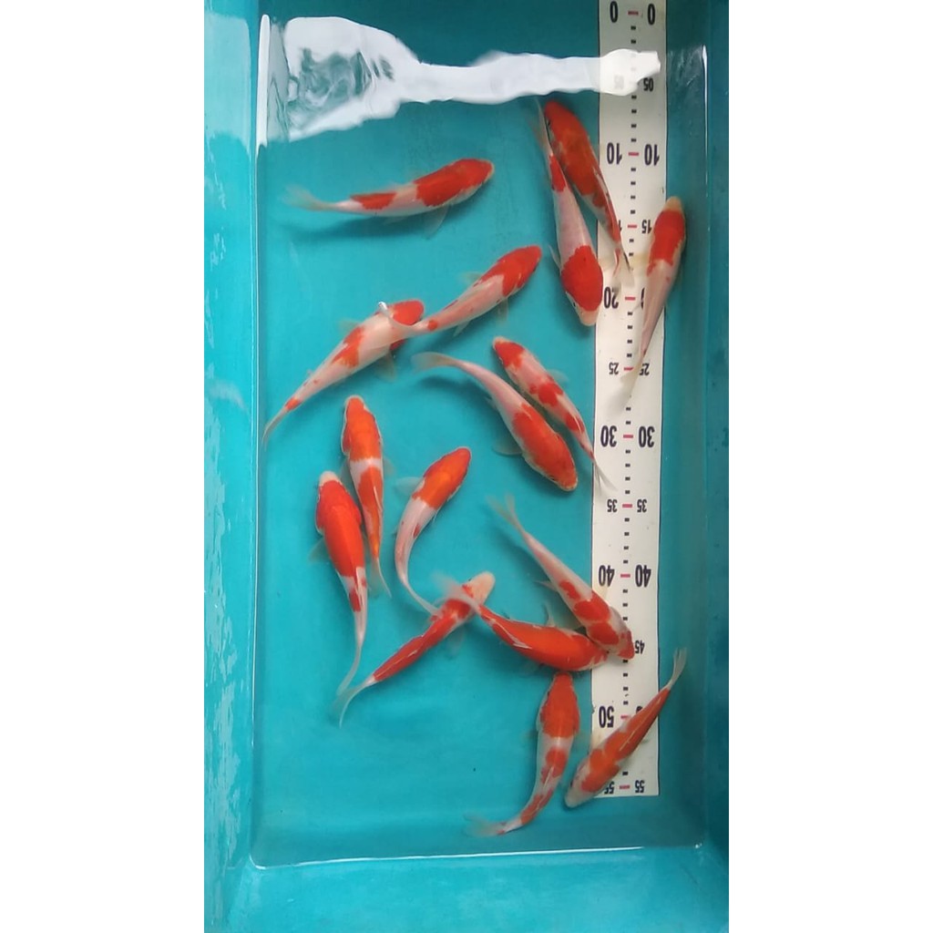 Ikan Koi Murah - Koi Warna Ukuran 8-12 cm - Ikan Koi Blitar - Ikan Hias - Ikan Koi