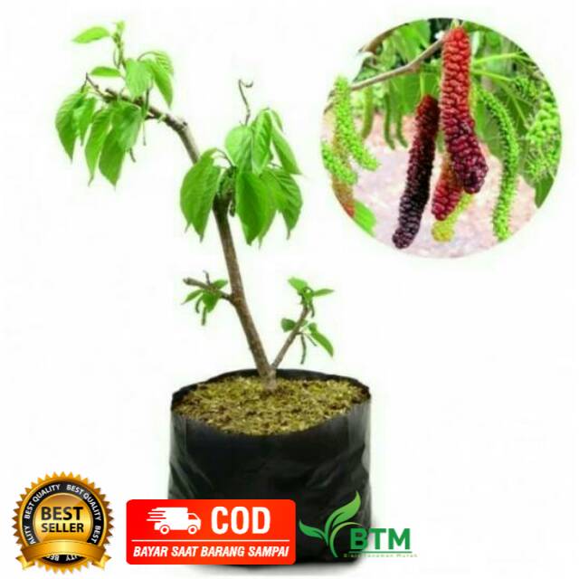 Bibit Tanaman Buah Long Murbei super Manis