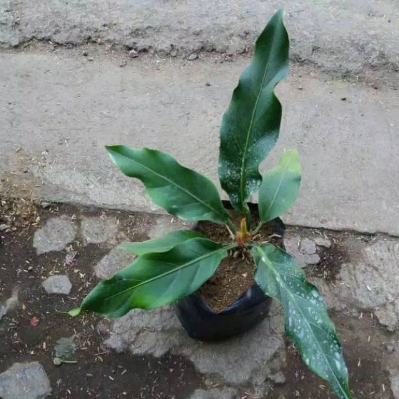 GELOMBANG CINTA#Tanaman hias gelombang cinta