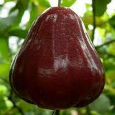 Bibit Buah Buah Jambu Air Black Kingkong