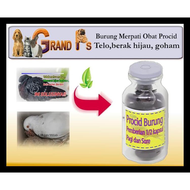 Product Terlaris Burung Merpati Obat Procid Telo Berak Hijau