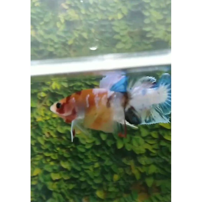 

ikan cupang agam terbaru limited edition
