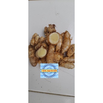 

kunyit putih tua segar per 500 grm