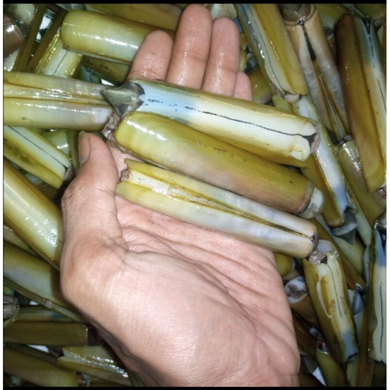 

Kerang Bambu Fresh Berkualitas 1 Kg