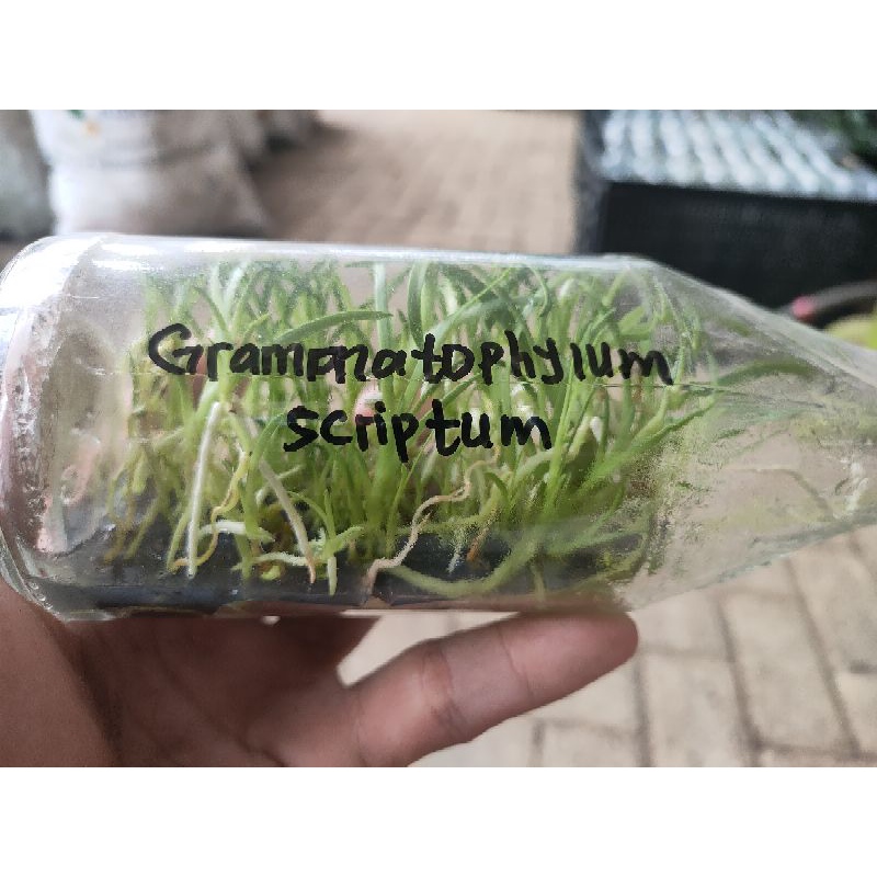Bibit botolan spesies anggrek macan / Grammatophylum scriptum