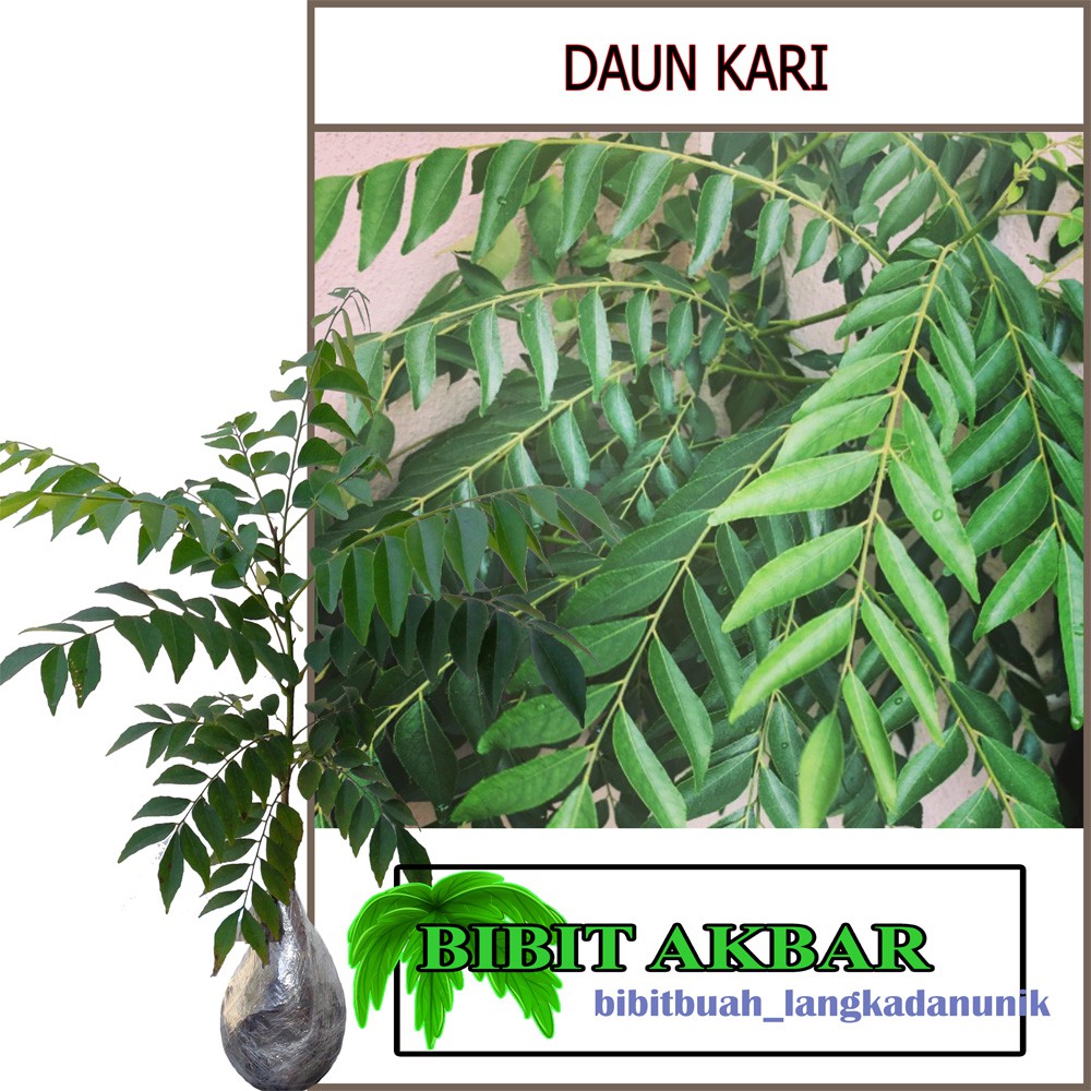 Bibit Tanaman Daun Kari