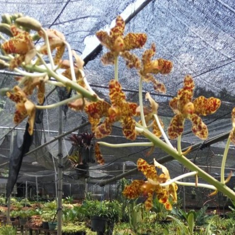 Grammatophyllum Speciosum