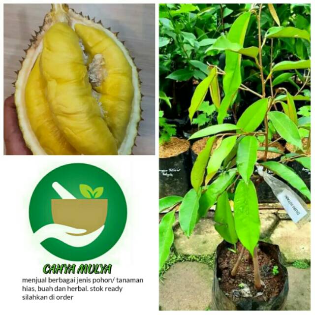 Bibit pohon buah durian ochee kaki 3 - durian duri hitam kaki 3 okulasi