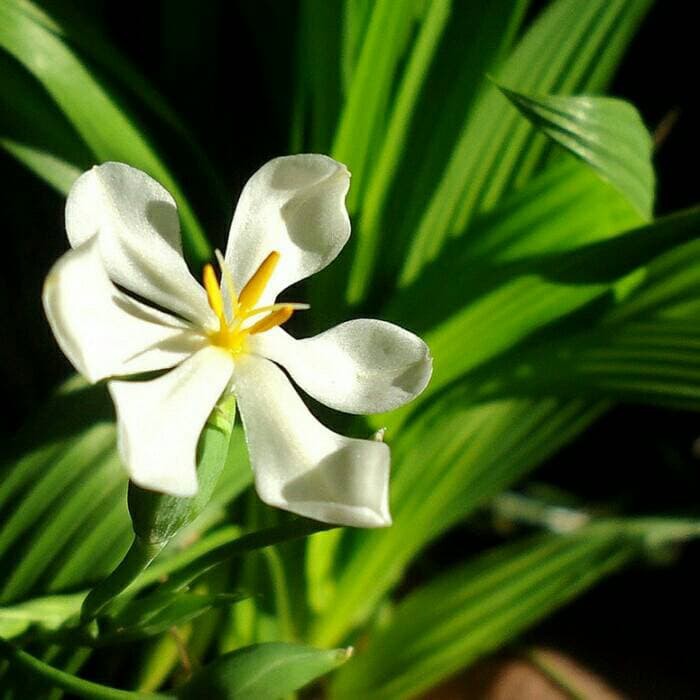 Bunga Jadi.. Bibit Bawang Sabrang - bukan benih, harga termurah.