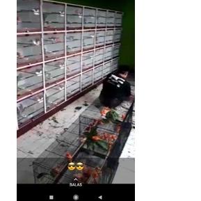 ➮ Frame depan box ternak kenari & finch ℮