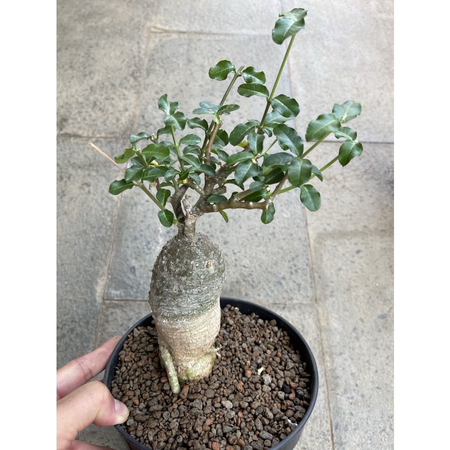 fockea edulis caudex import