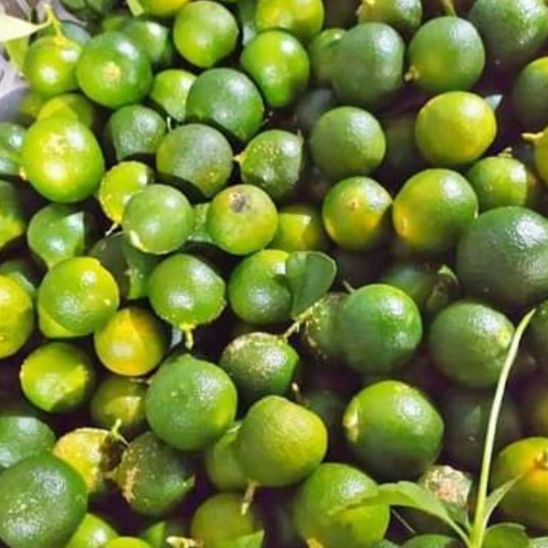 

Jeruk kunci bangka / kasturi / kitna 100 gram