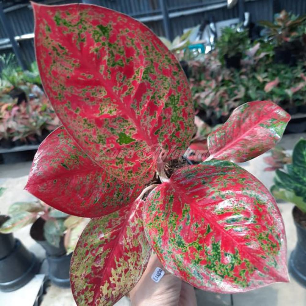 COD RED STARDUST ZONA AGLONEMA MURAH MERAH THAILAND HIAS BUNGA INDOR AUDOR)