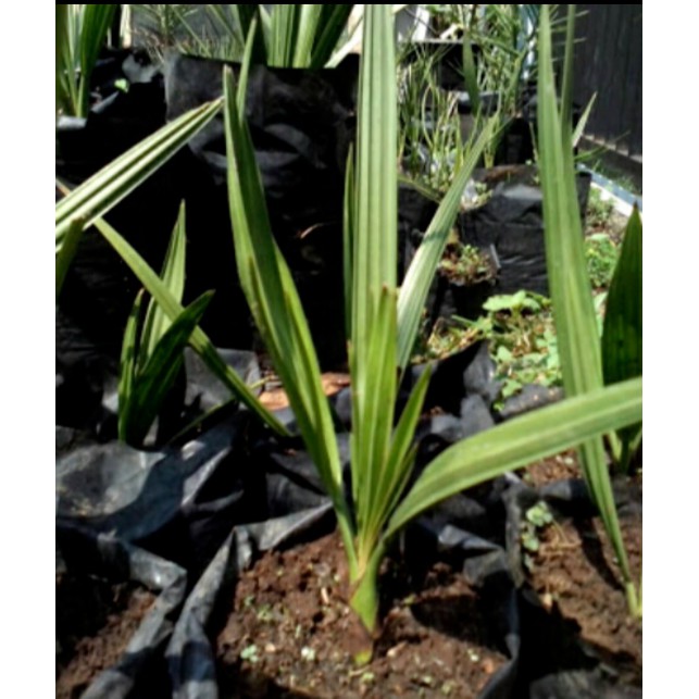 Bibit Buah Kurma Tropis Thailand Super Bibit Terbaik